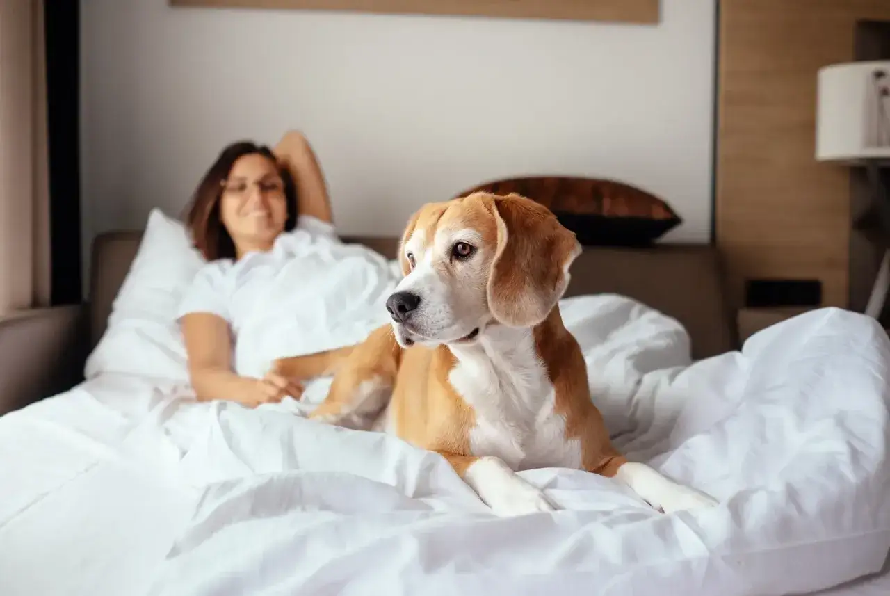 Beagle leży na ł&oacute;żku obok uśmiechniętej kobiety. To dow&oacute;d, dlaczego pies śpi przy głowie &ndash; dla poczucia bezpieczeństwa i bliskości.