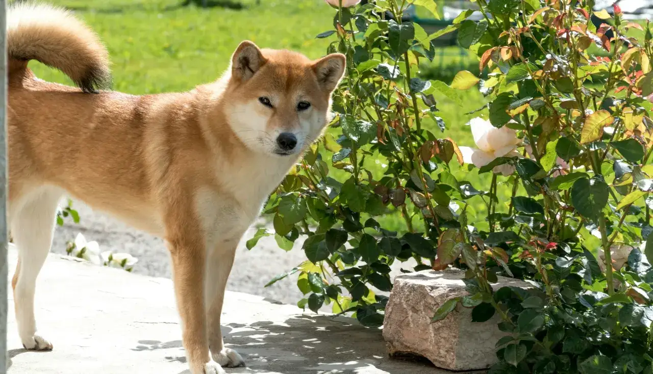 Uroczy mini shiba inu stoi obok kwitnącej róży.