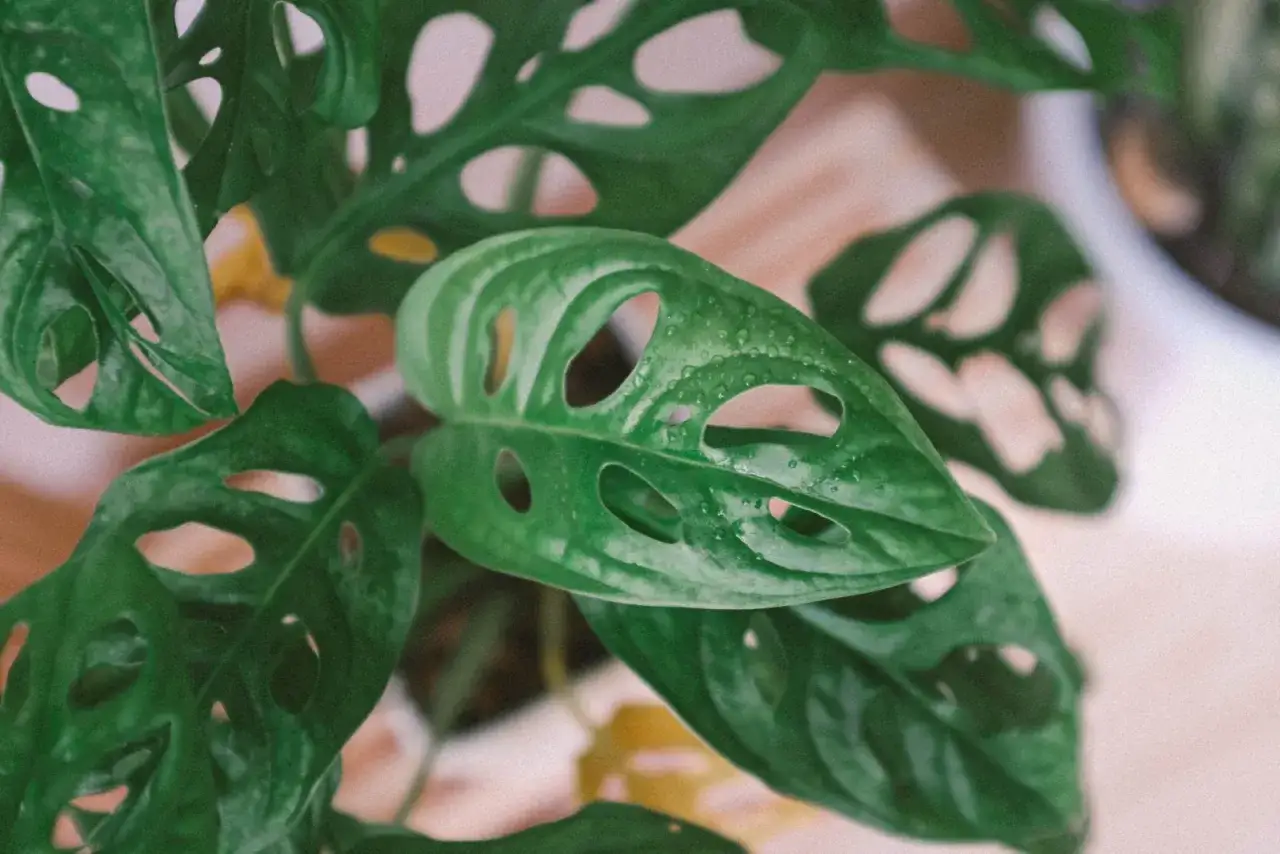 Zielona monstera z licznymi dziurami na liściach. Zastanawiasz się, dlaczego monstera nie ma dziur? Może to młoda roślina lub brak odpowiednich warunków.