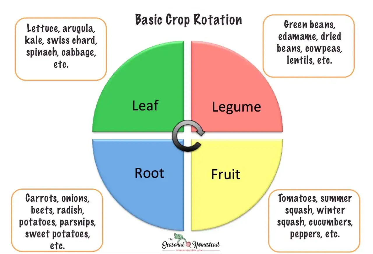Schema rotazione colture: dopo le patate (radici), piantare legumi (fagioli, piselli) per arricchire il terreno.