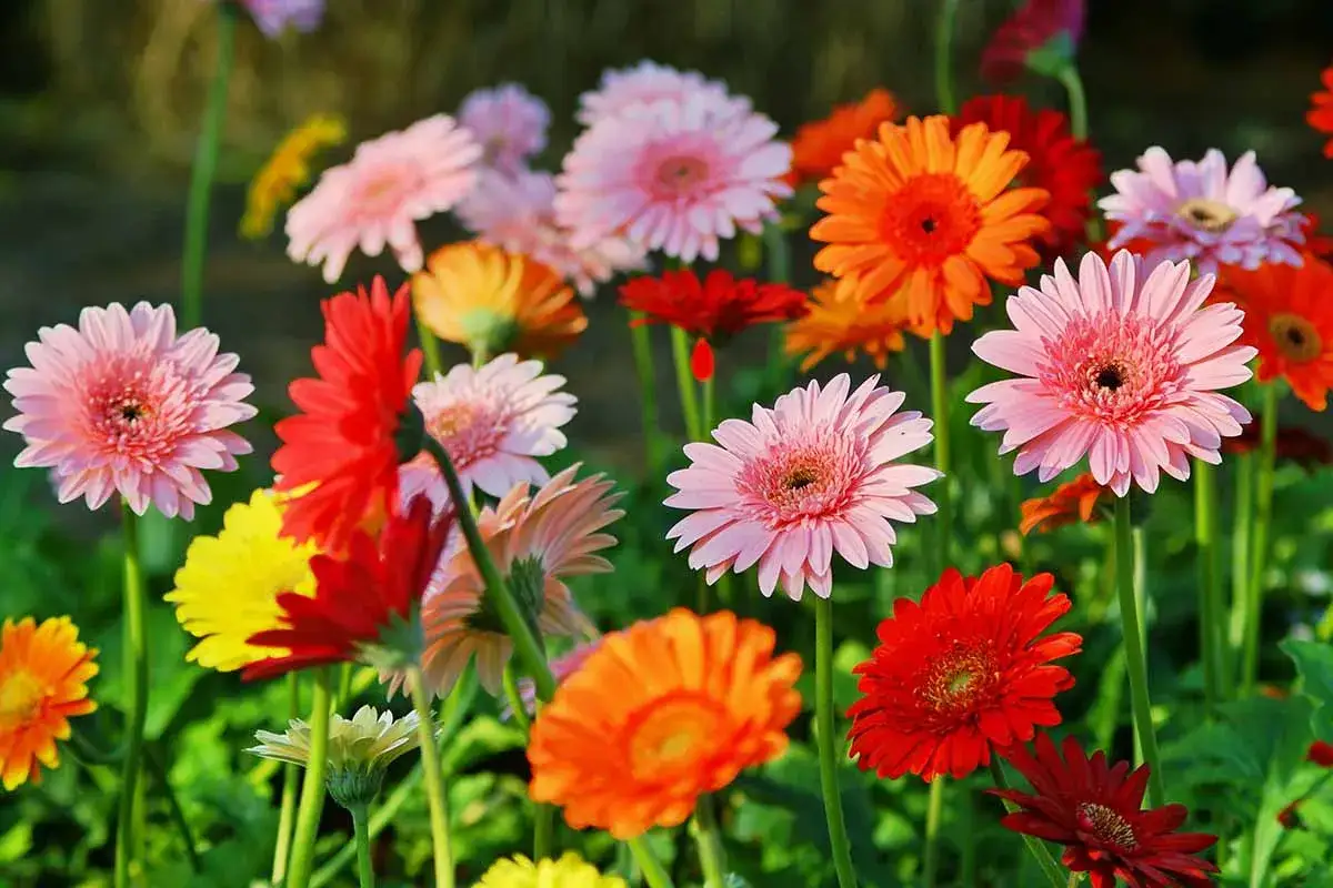 Vibrant gerbera daisies in pink, red, orange, and yellow bloom. Proper gerbera daisy care ensures this colorful display.