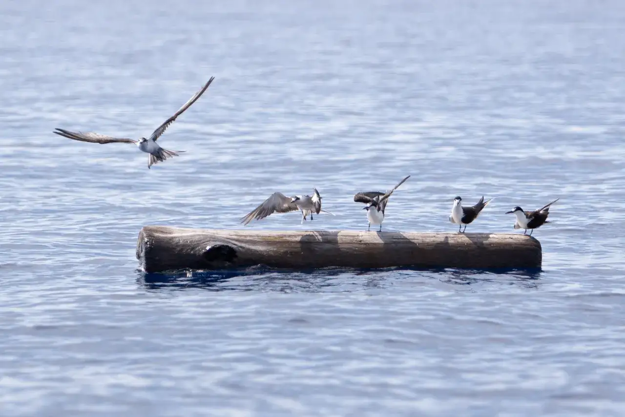 Sztormowiec (petrel) w locie nad wodą, obok kłody z innymi ptakami.