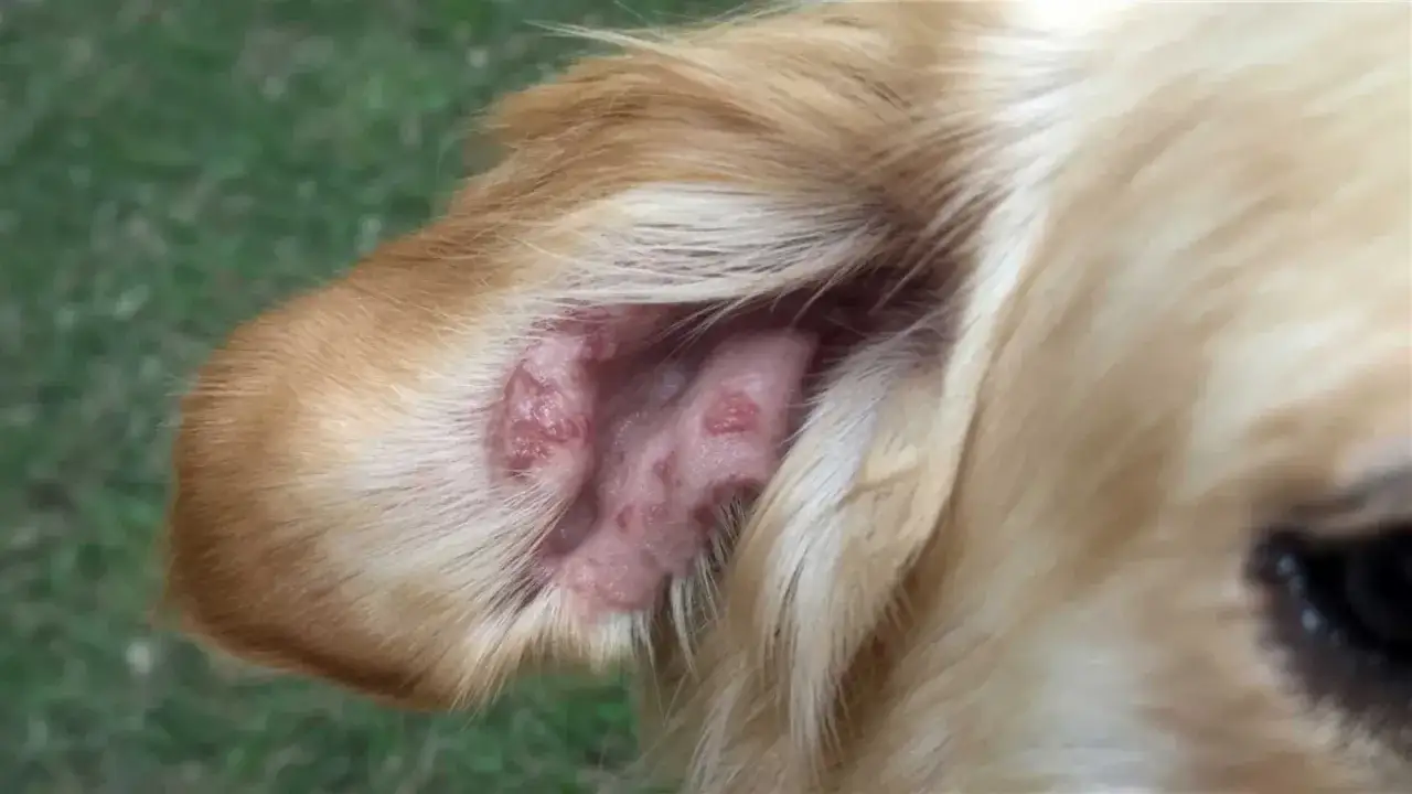 Primer plano del oído de un perro con lesiones cutáneas, indicativas de leishmaniasis.