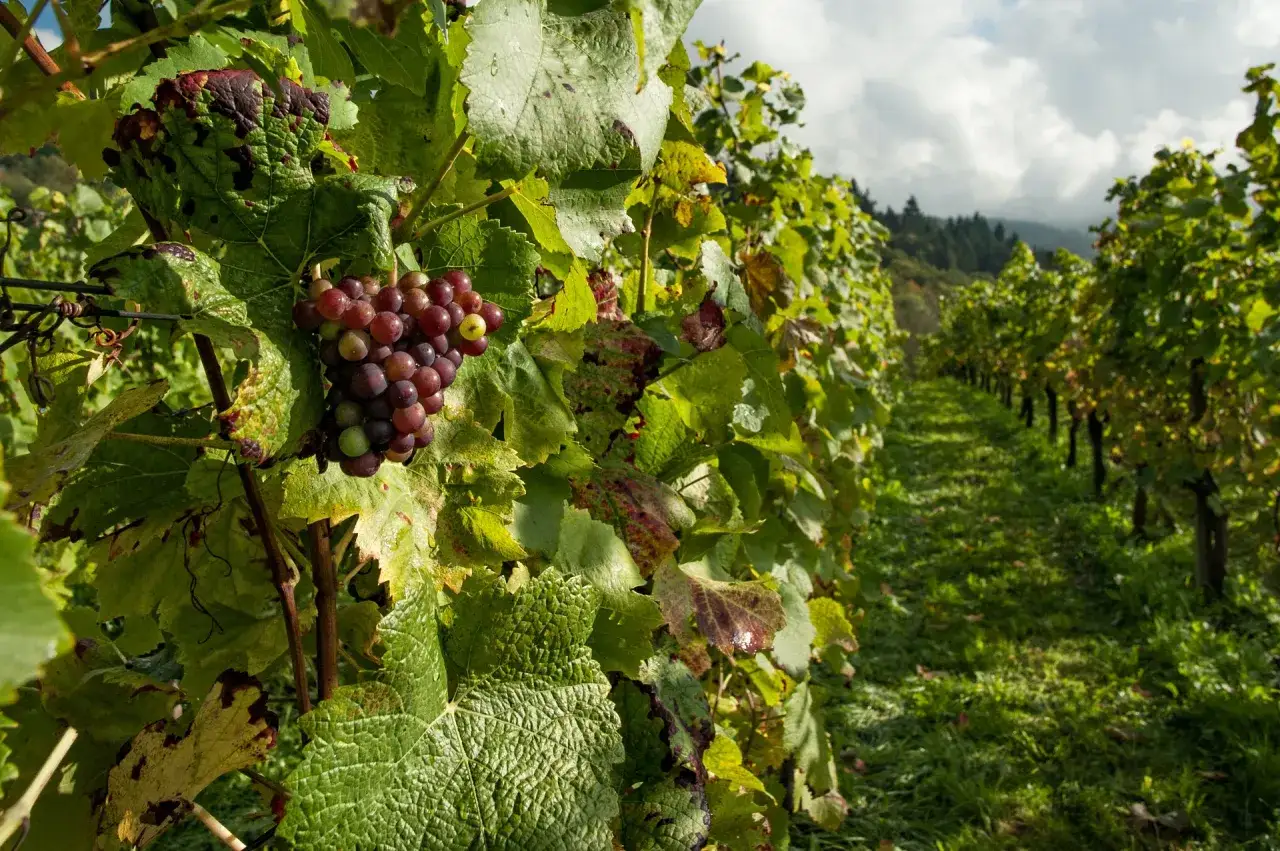 Winorośl w Crozes Hermitage dojrzewa, tworząc kiście czerwonych winogron. W tle widać rzędy winorośli i wzgórza.