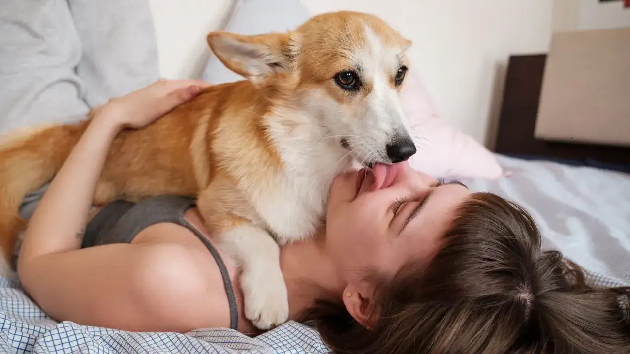 Ein s&uuml;&szlig;er Corgi-Welpe liegt auf einer Person und der Hund leckt mich ab.