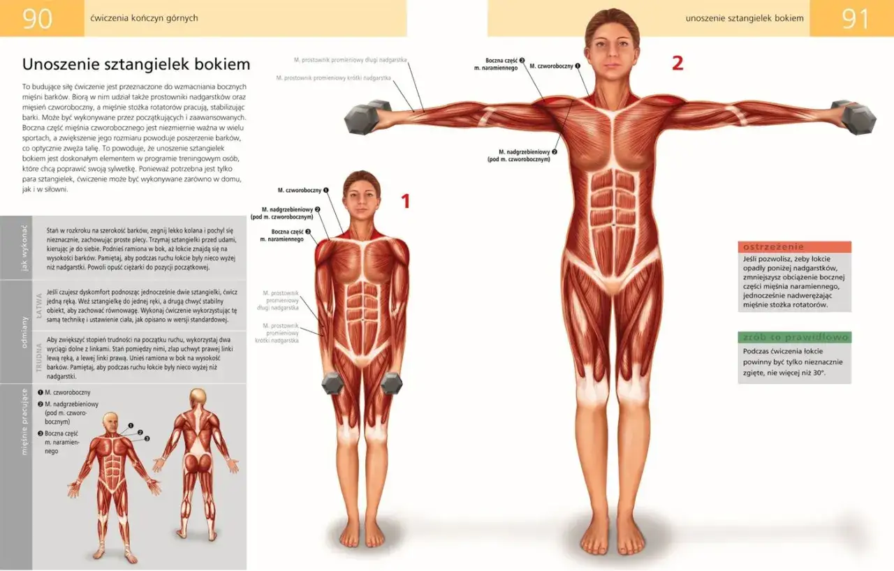 Anatomia mięśni: unoszenie sztangielek bokiem angażuje mięsień czworoboczny i mięśnie naramienne.