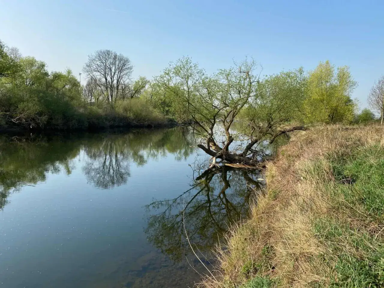 Ein umgest&uuml;rzter Baum ragt in den ruhigen Sieglarer See, seine &Auml;ste spiegeln sich im klaren Wasser.