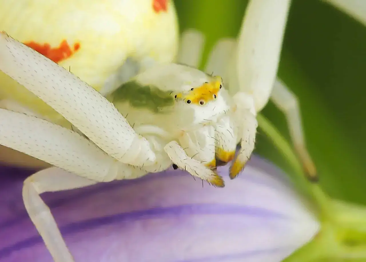 En vit spindel med gula markeringar på huvudet sitter på en lila blomma. Denna vit spindel inomhus är en vacker syn.