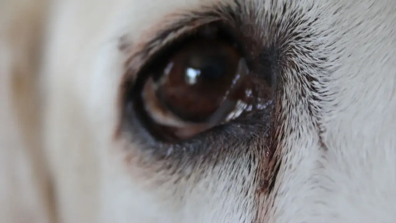 Primer plano del ojo de un perro blanco, con una lágrima que se desliza por su pelaje. A veces, los perros lloran.