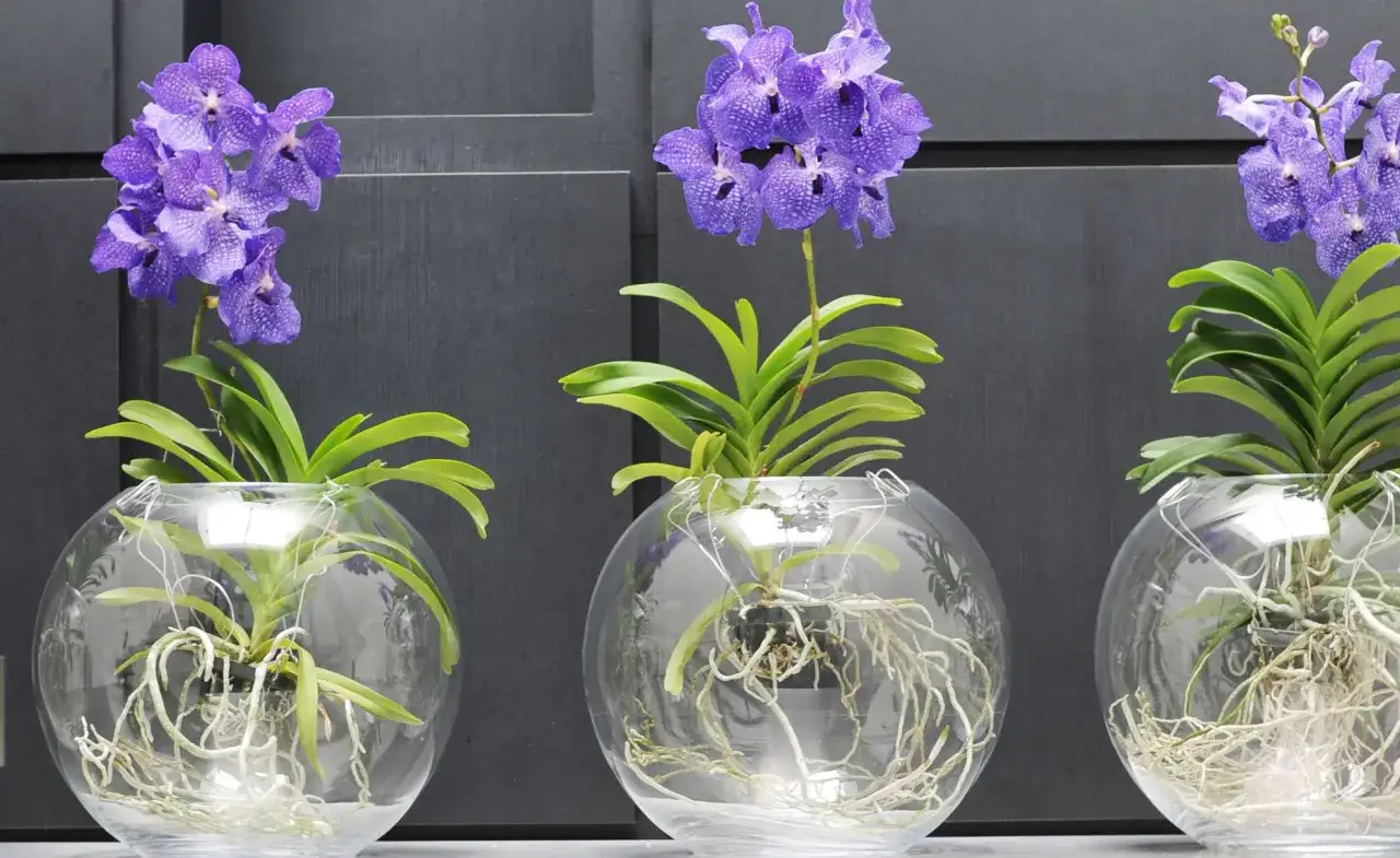Drei lila Orchideen in Glaskugeln, ihre Wurzeln wachsen frei im Wasser. Diese Orchideen im Glas ohne Erde sind ein Blickfang.