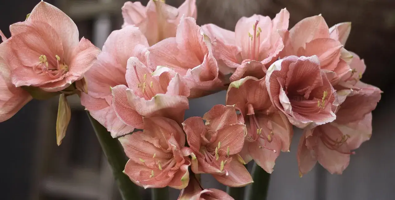 En bukett av rosa amaryllisblommor i kruka, redo att vattna.