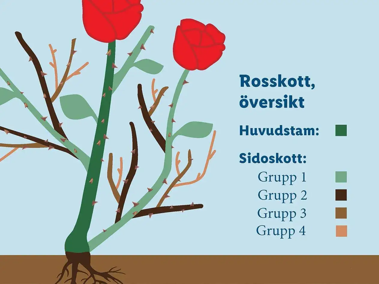 Illustration av en rosbuske med r&ouml;da blommor. Texten 