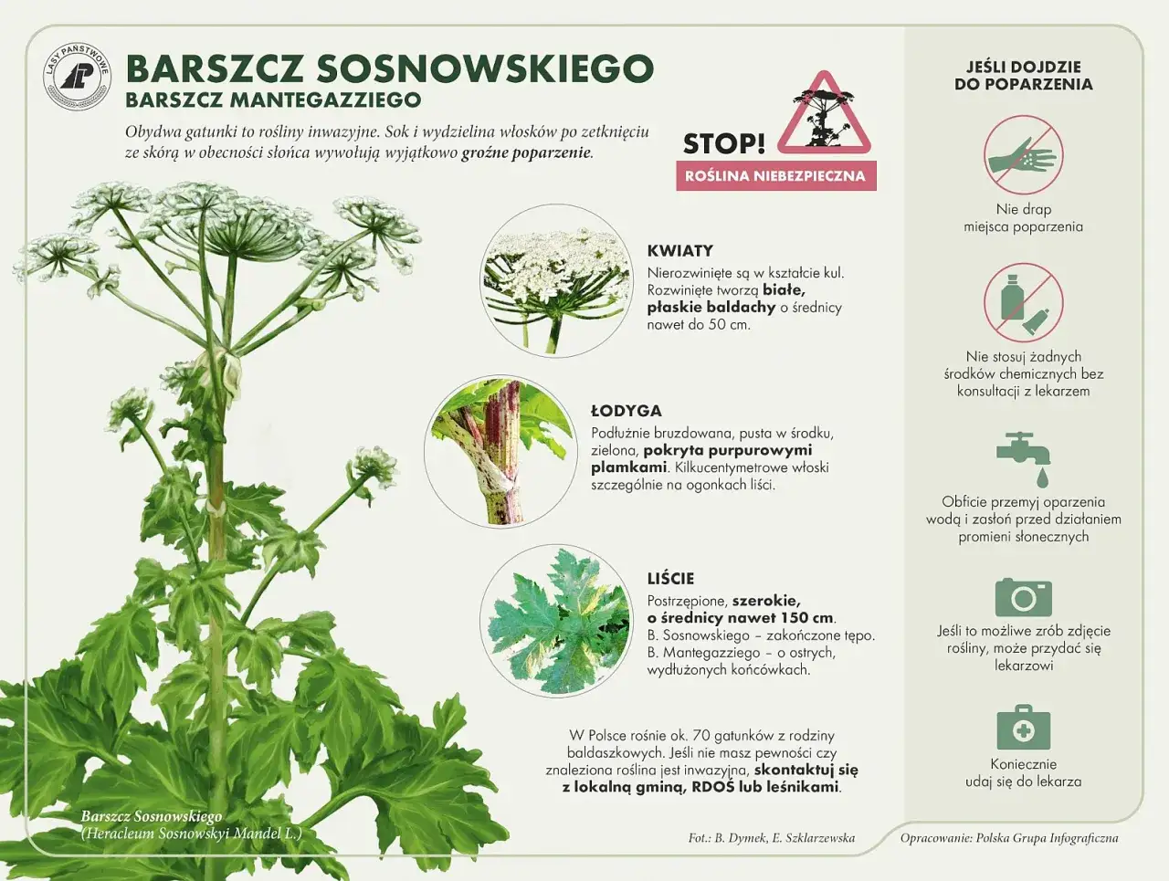 Barszcz Sosnowskiego: wysoka, zielona roślina z białymi baldachami kwiatów i purpurową łodygą. Powoduje groźne poparzenia.