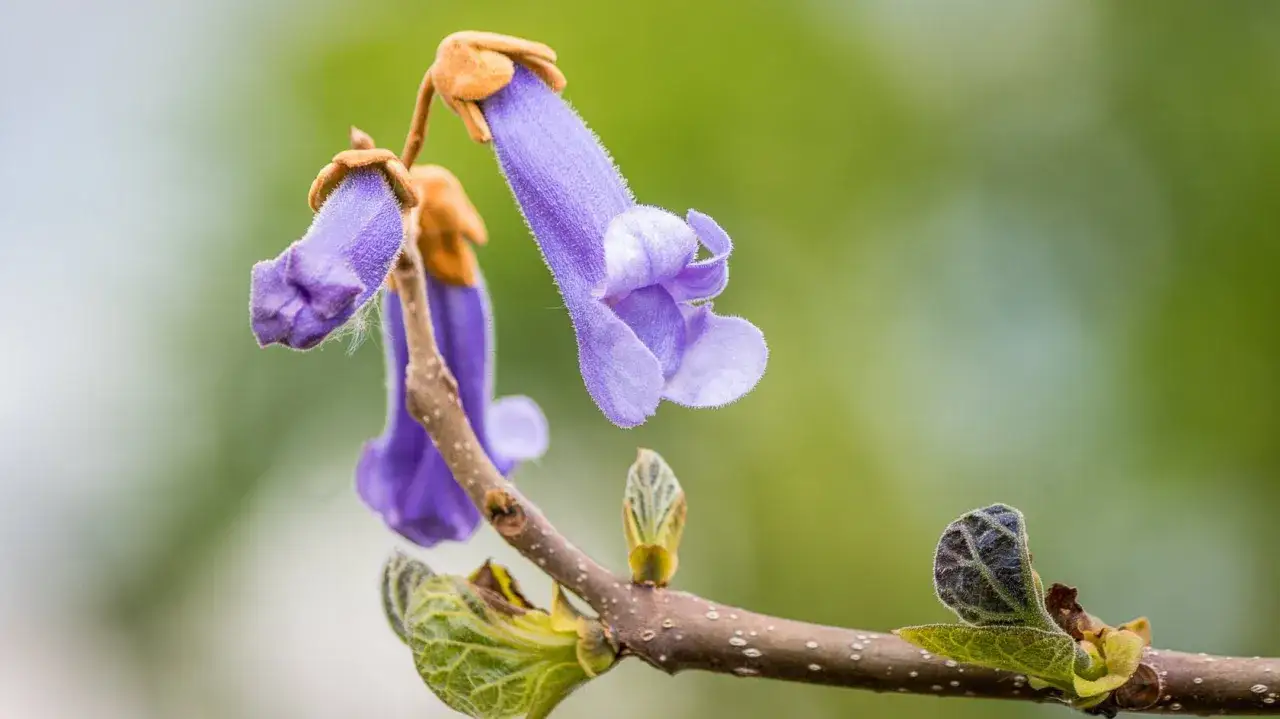 Zwei violette Glockenblumen hängen an einem Ast. Vorsicht, der blauglockenbaum giftig ist!