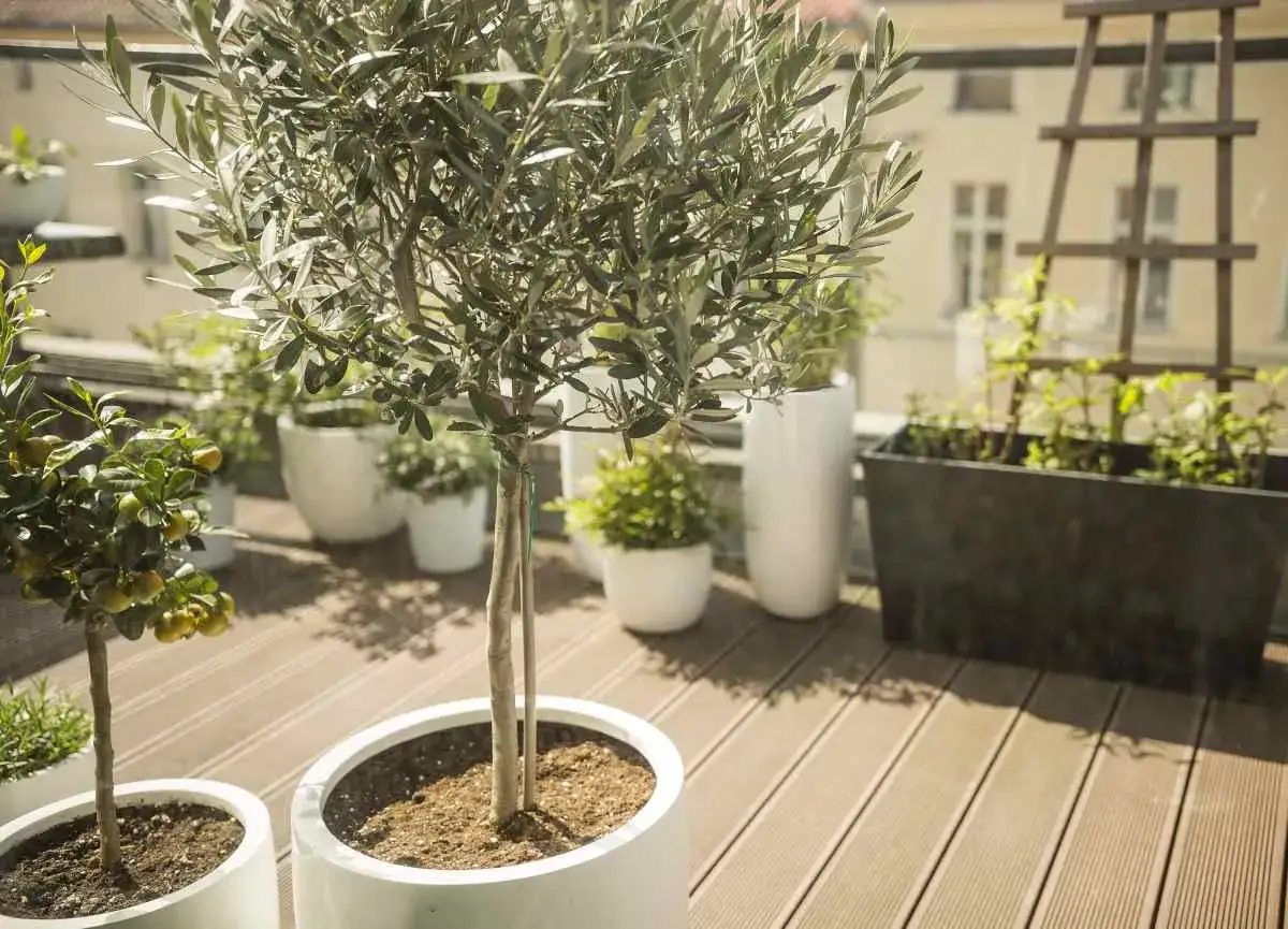 Ein Olivenbaum im Topf auf einer Holzterrasse, bereit für den olivenbaum schneiden. Daneben ein kleinerer Zitrusbaum.