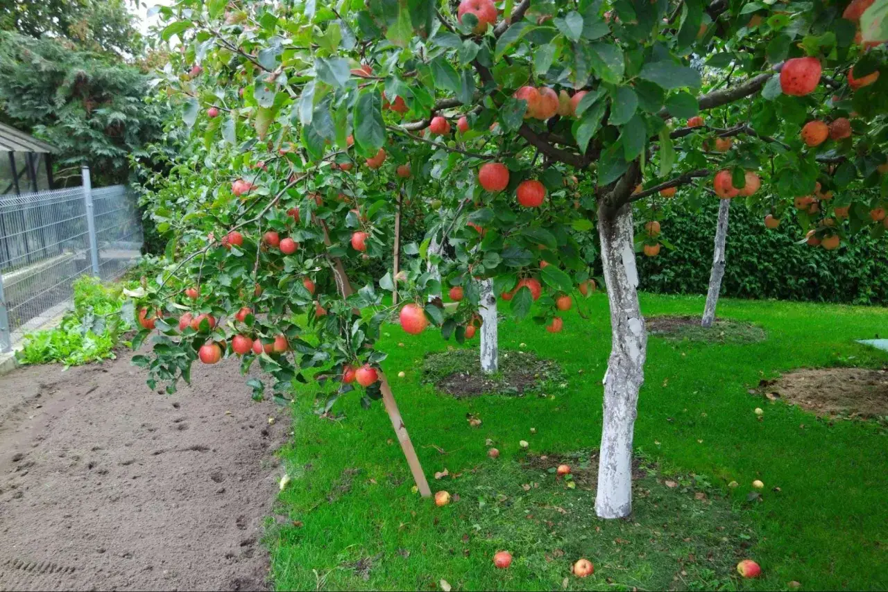 Jabłoń w ogrodzie, drzewo owocowe