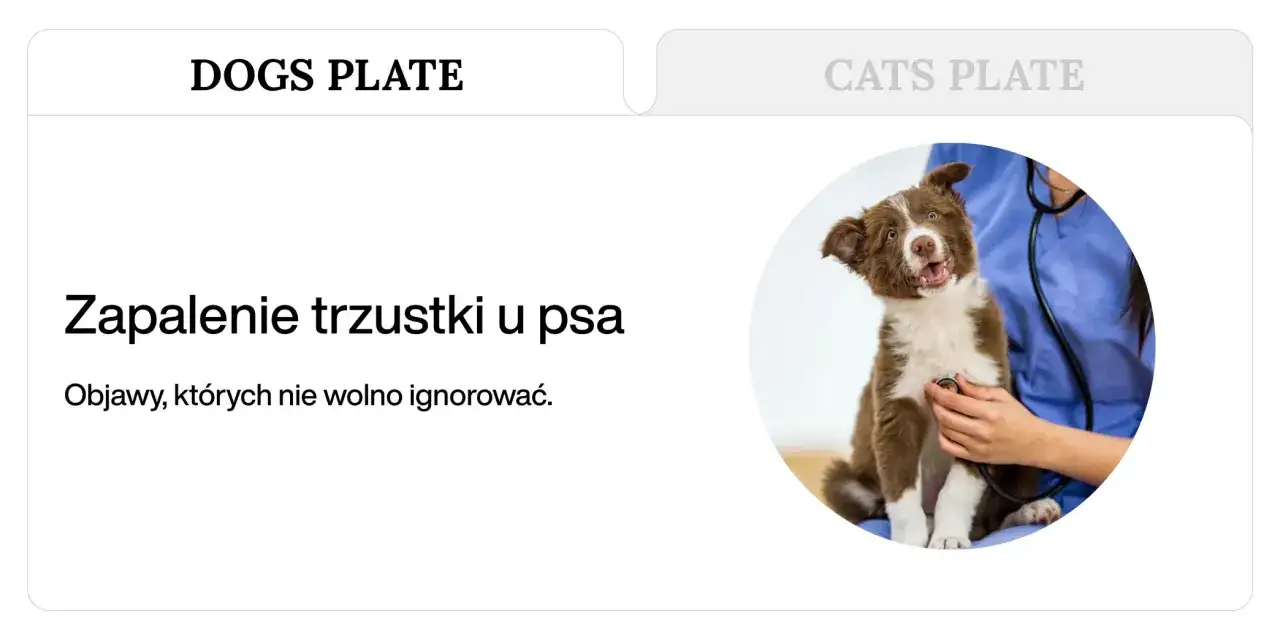 Uroczy piesek z niepokojem słucha stetoskopu weterynarza. Temat: zapalenie trzustki u psa.