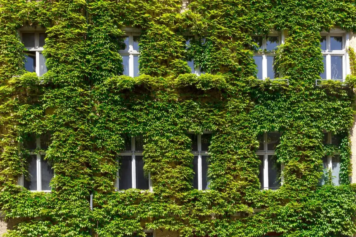 Facciata di palazzi verdi ricoperta da edera rigogliosa, con finestre bianche che emergono dalla vegetazione.