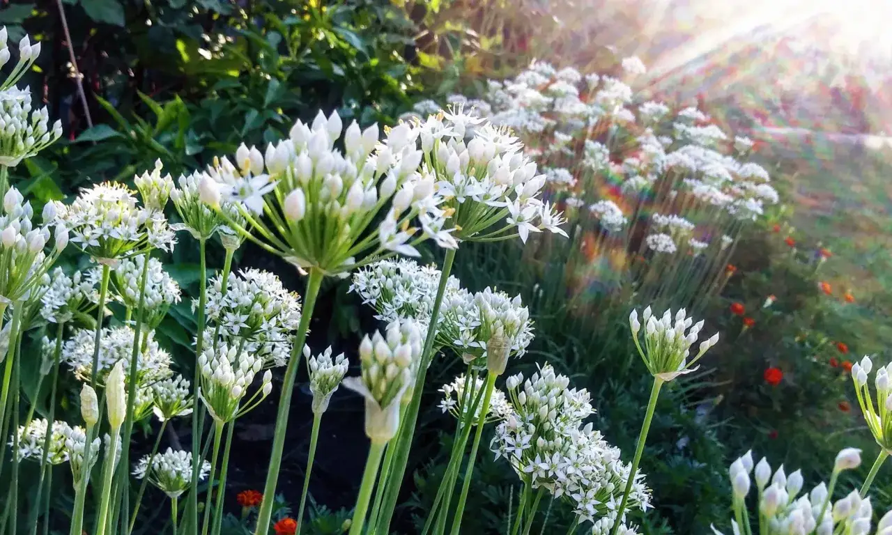 Fleurs de ciboulette blanches épanouies, baignées de soleil. Elles prospèrent à l'ombre ou au soleil, offrant une beauté délicate.