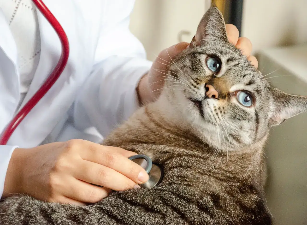 En veterinär lyssnar på en katts hjärta med stetoskop. Katten verkar lugn inför sin kommande kastrering.