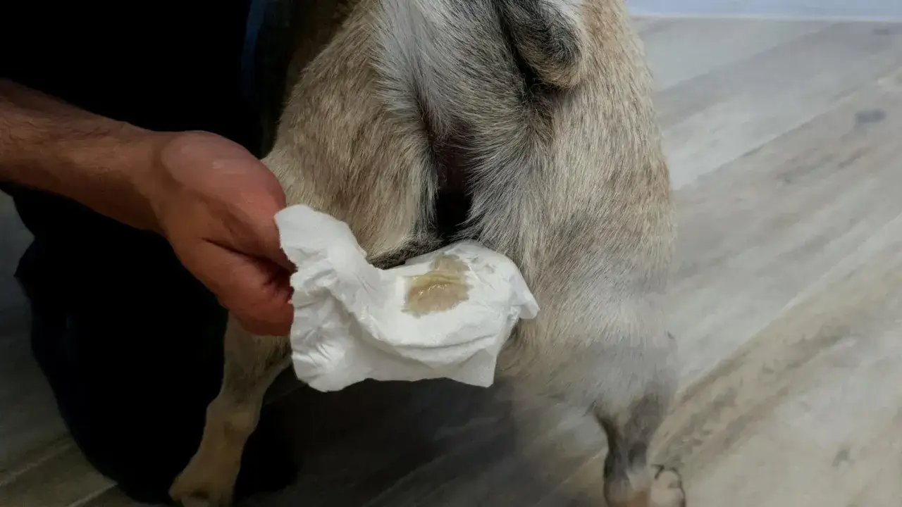 Ein Hund rutscht auf seinem Po, w&auml;hrend eine Hand ein Taschentuch mit einer gelblichen Fl&uuml;ssigkeit h&auml;lt.