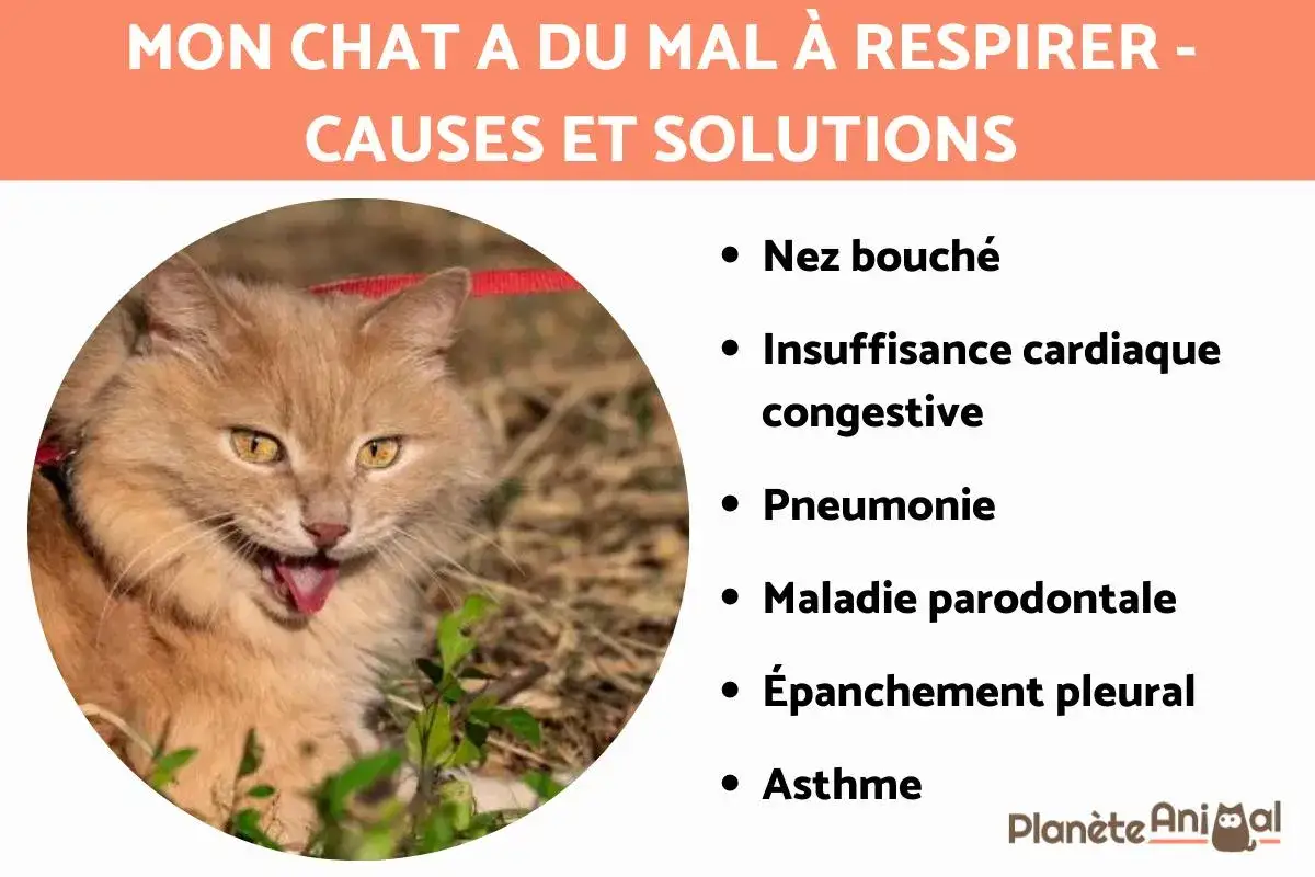 Un chat roux respire vite, le ventre visible. Le titre indique 