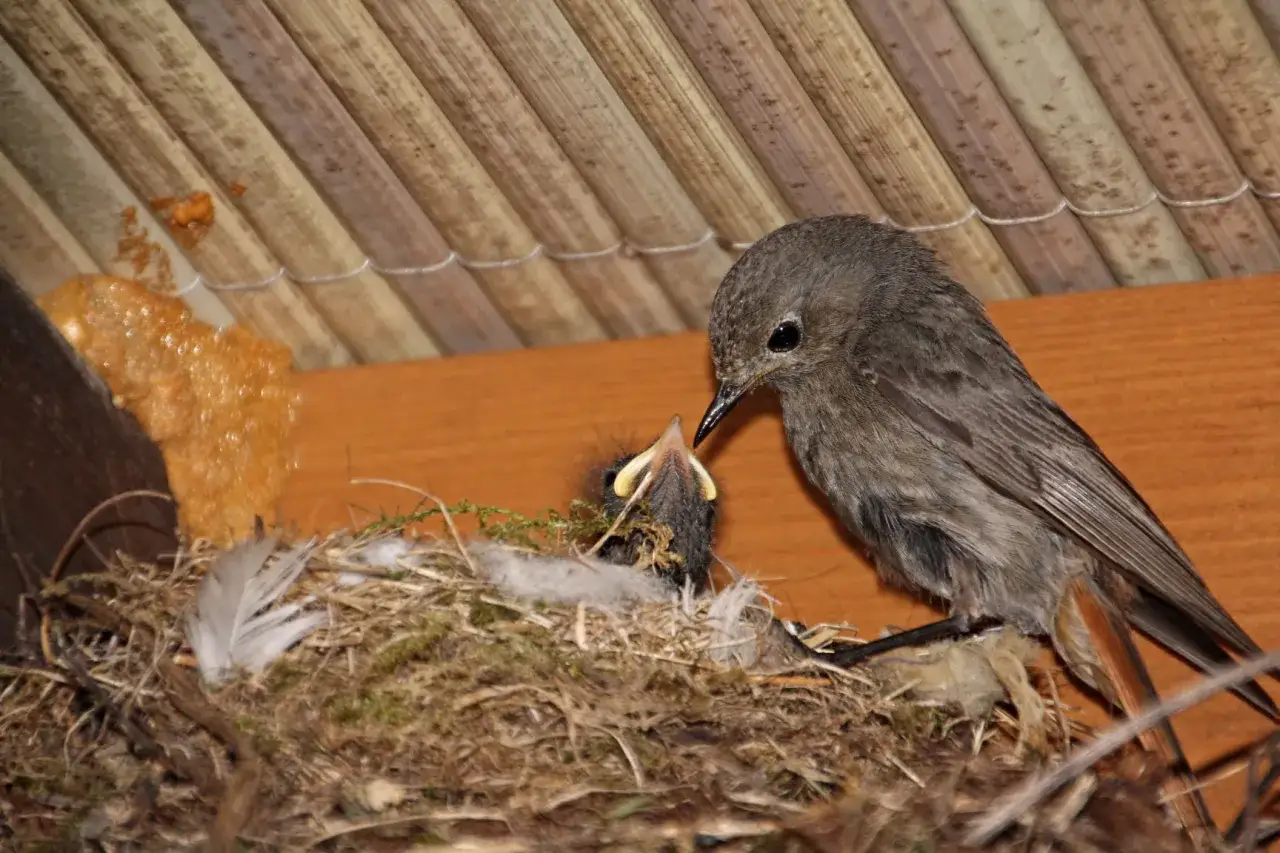 Ein Hausrotschwanz-Jungvogel &ouml;ffnet seinen Schnabel weit, w&auml;hrend die Mutter ihn f&uuml;ttert.