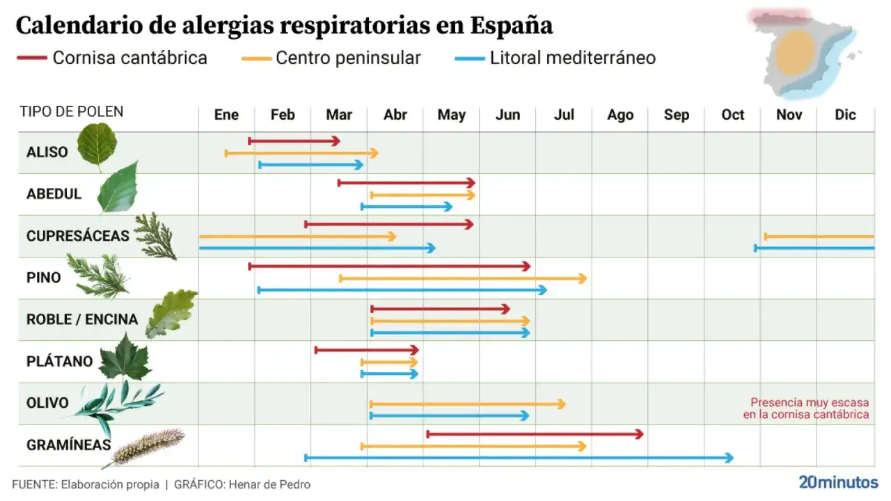 Calendario de alergias respiratorias en España. Muestra qué es el polen y cuándo afecta en distintas zonas: Cornisa cantábrica, Centro peninsular y Litoral mediterráneo.