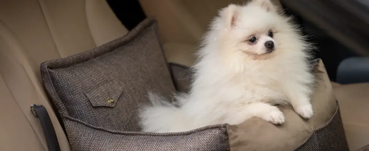Pomeranian szczeniak i dorosły pies porównanie sierści