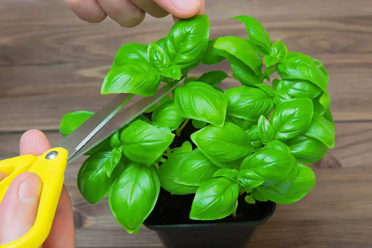 A hand uses scissors to trim a lush basil plant, hinting that basil is a perennial herb that can be harvested repeatedly.