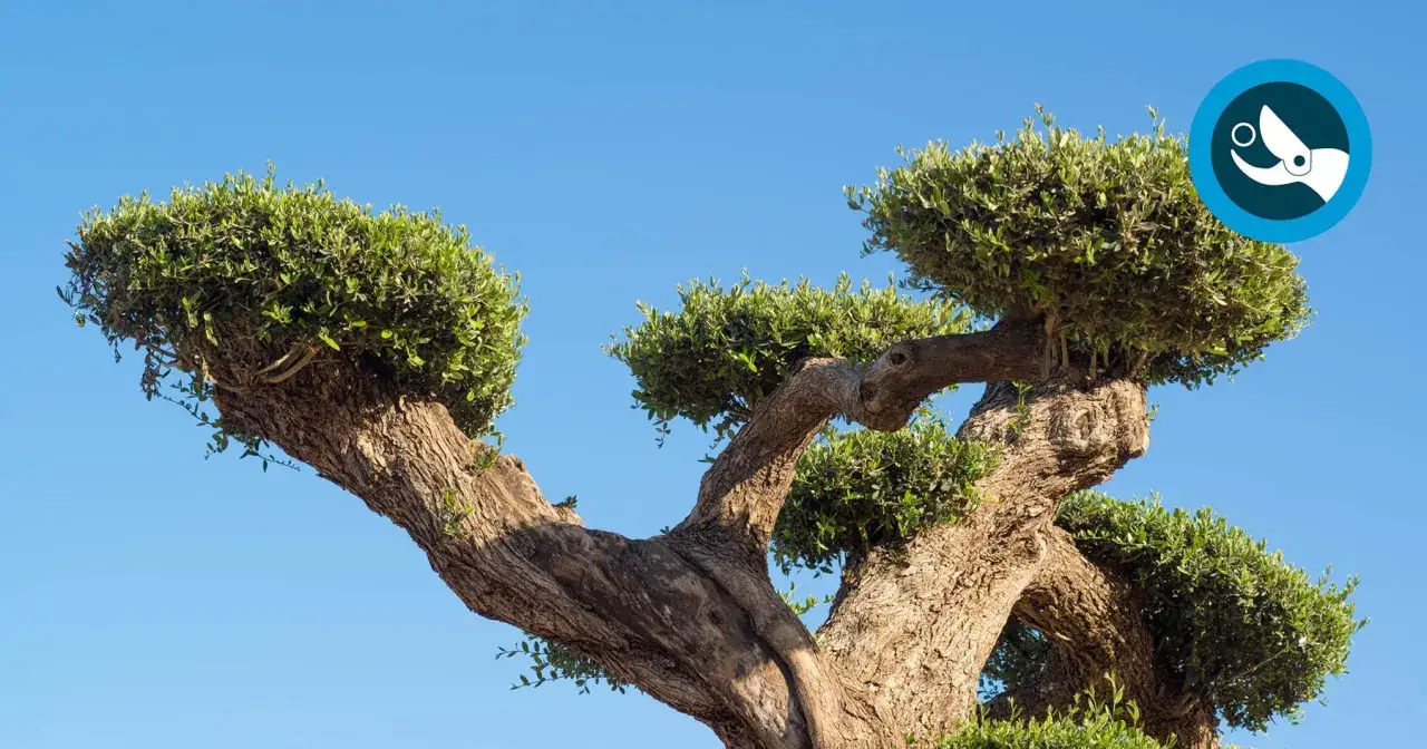 Un olivier d'ornement aux formes sculptées, prêt à être taillé. Le ciel bleu clair met en valeur ses branches noueuses et son feuillage dense.