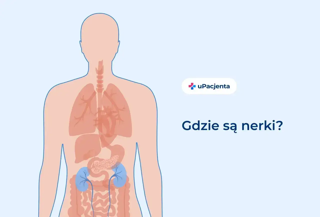 Schemat ludzkiego ciała z zaznaczonymi płucami, sercem i nerkami. Pytanie 