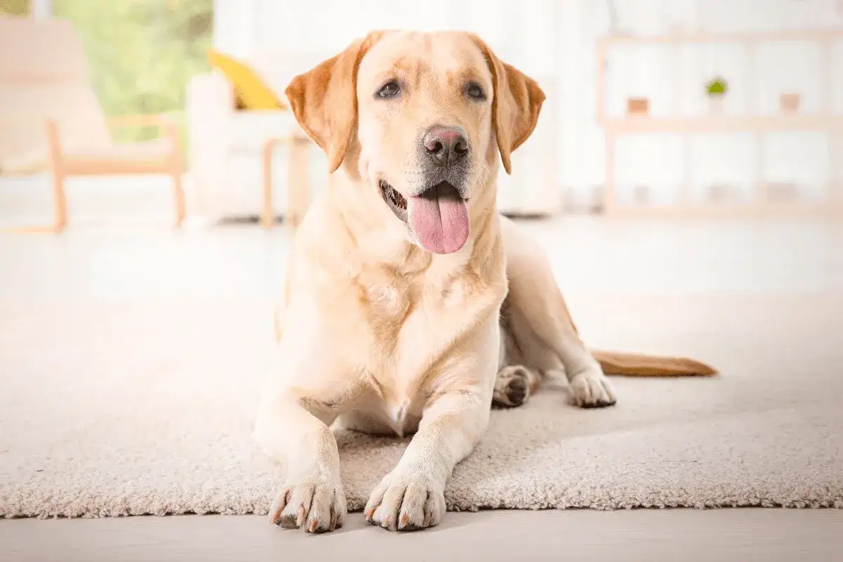 składniki odżywcze karma dla szczeniaka labradora