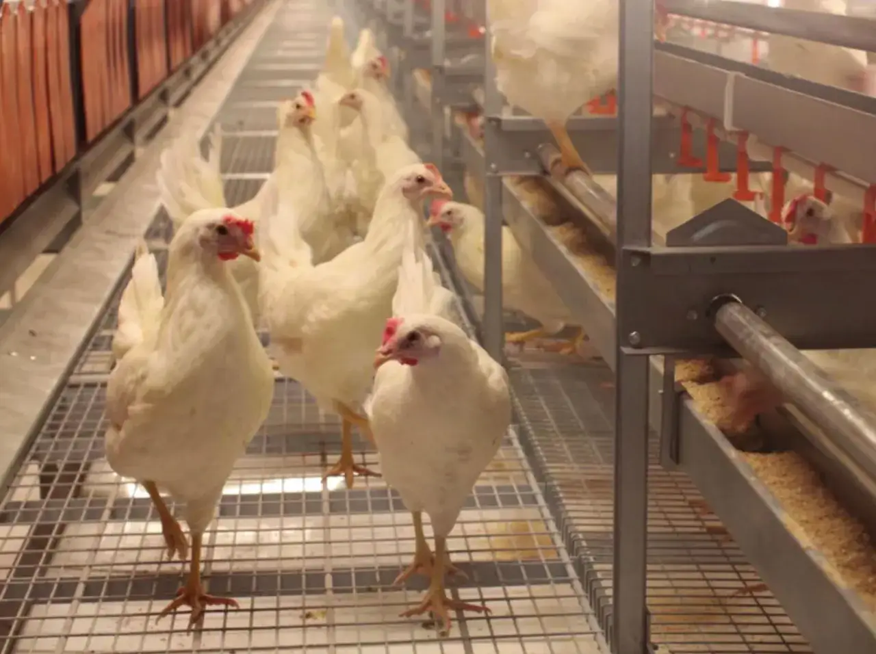 Un grupo de gallinas blancas en una granja, algunas con aspecto saludable y otras que podrían estar afectadas por la gripe aviar.
