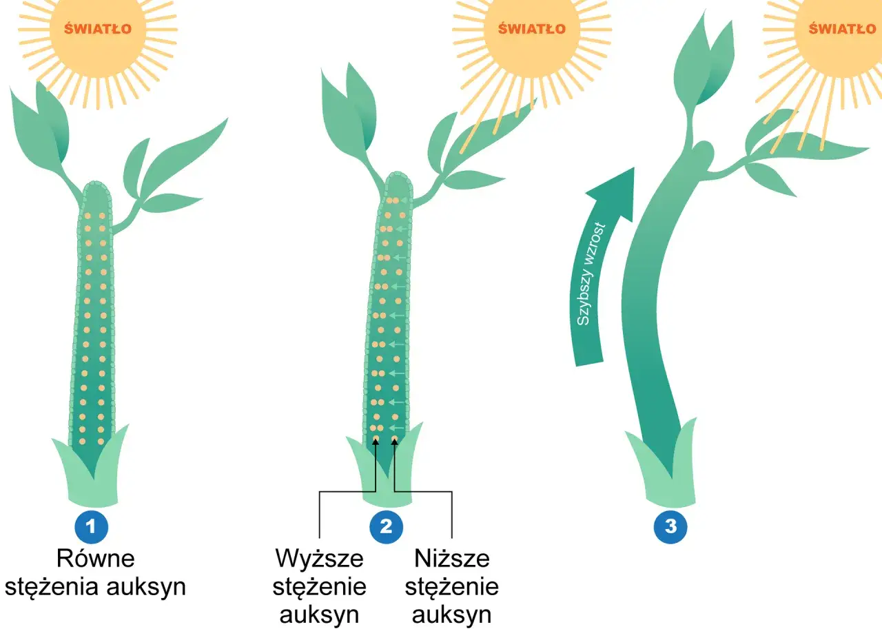 Ilustracja pokazuje wpływ światła na wzrost rośliny i dystrybucję auksyn. Różne stężenia fitohormonów wpływają na kierunek wzrostu.