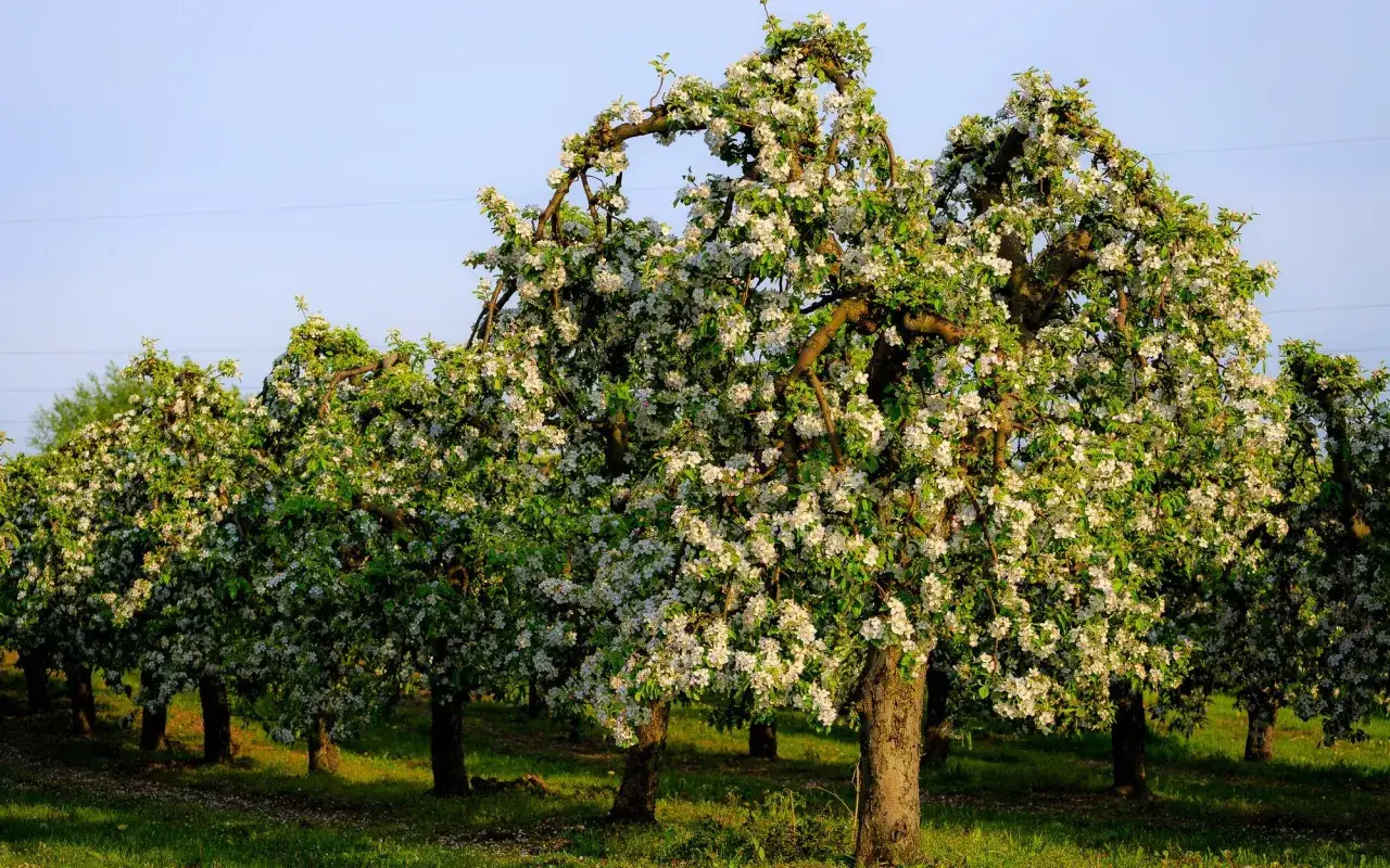 Kwitnące jabłonie tworzą naturalną barierę, wyznaczając maksymalną wysokość drzew przy granicy działki.