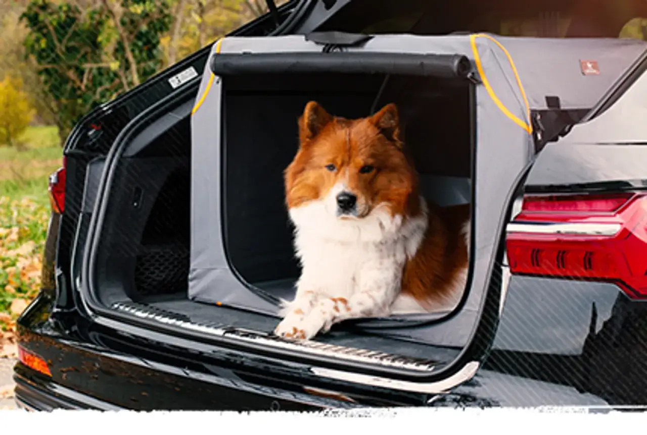 Un chien roux et blanc est installé dans une cage de transport pour animaux dans le coffre d'une voiture.