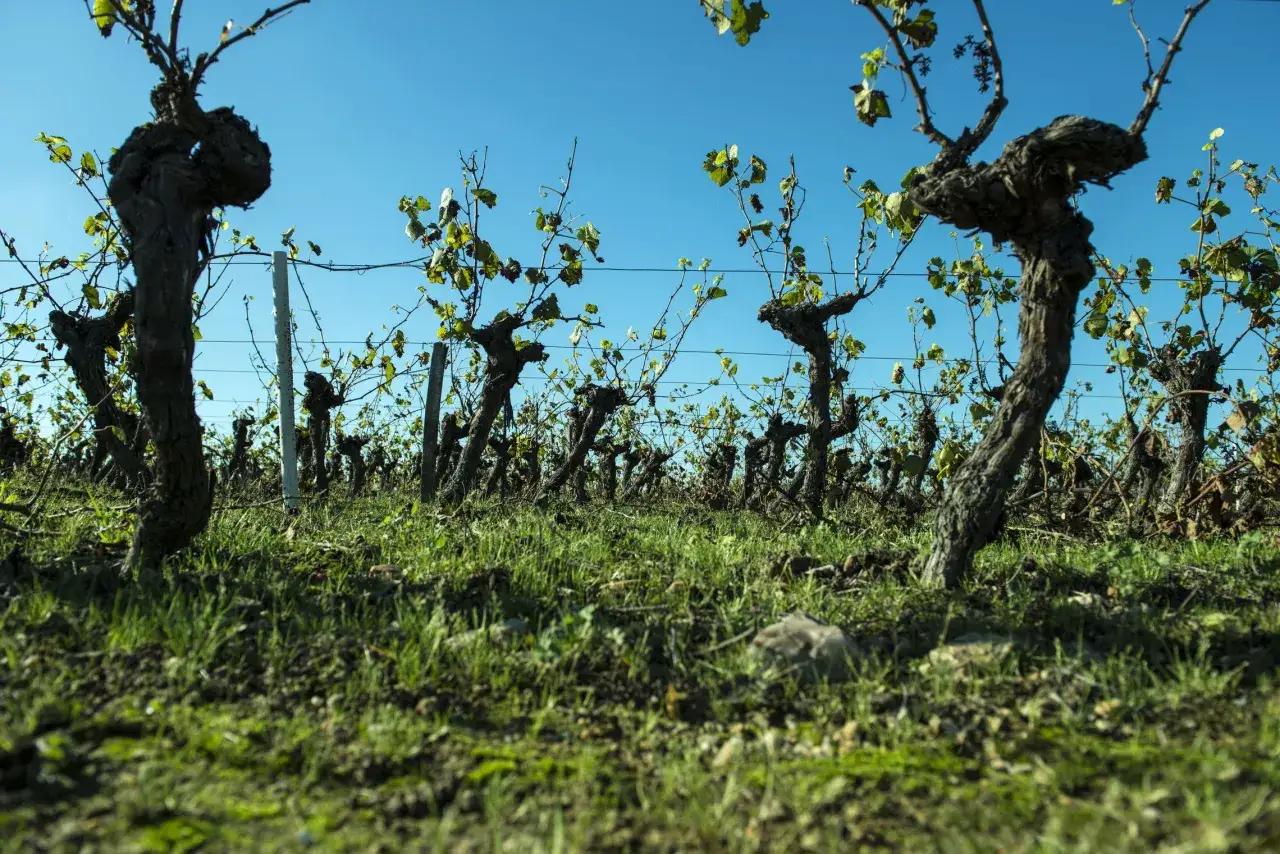 Alte Rebstöcke im Weinberg, bereit für die Ernte des Muscadet Weins.