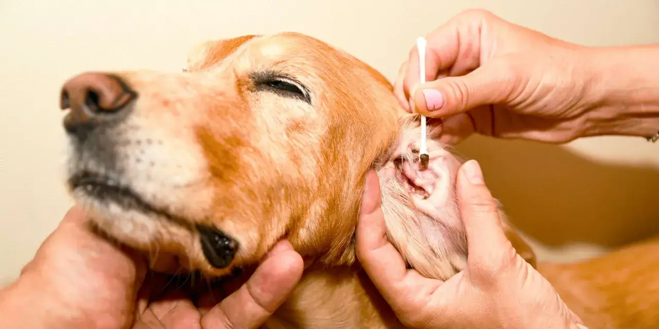 Un cane riceve una terapia per gli acari nelle orecchie, con un cotton fioc che pulisce delicatamente il condotto uditivo.