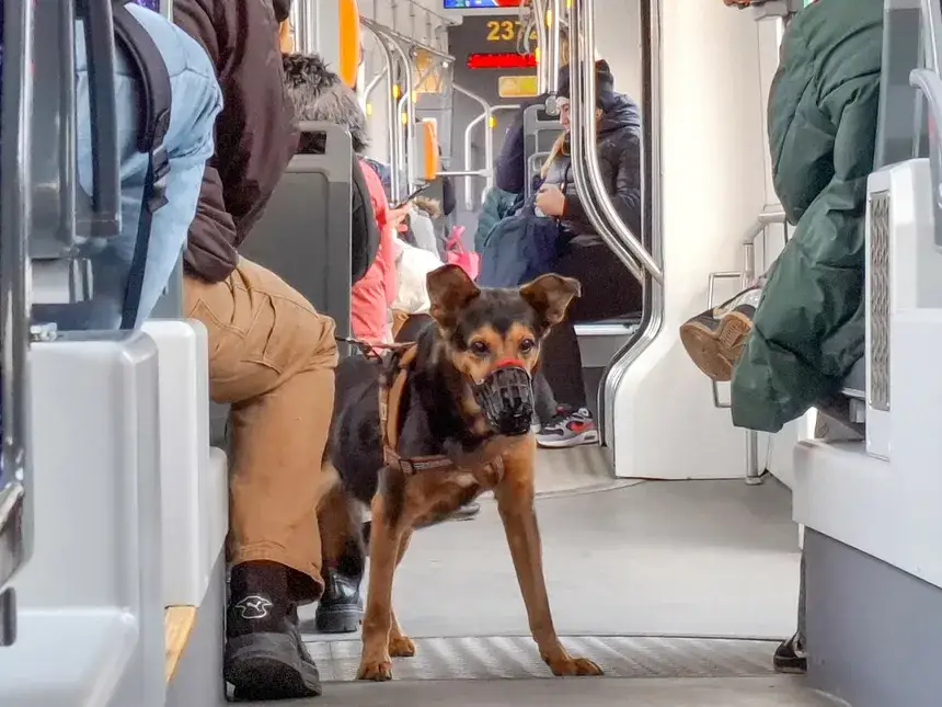 pies w autobusie miejskim warszawa kraków