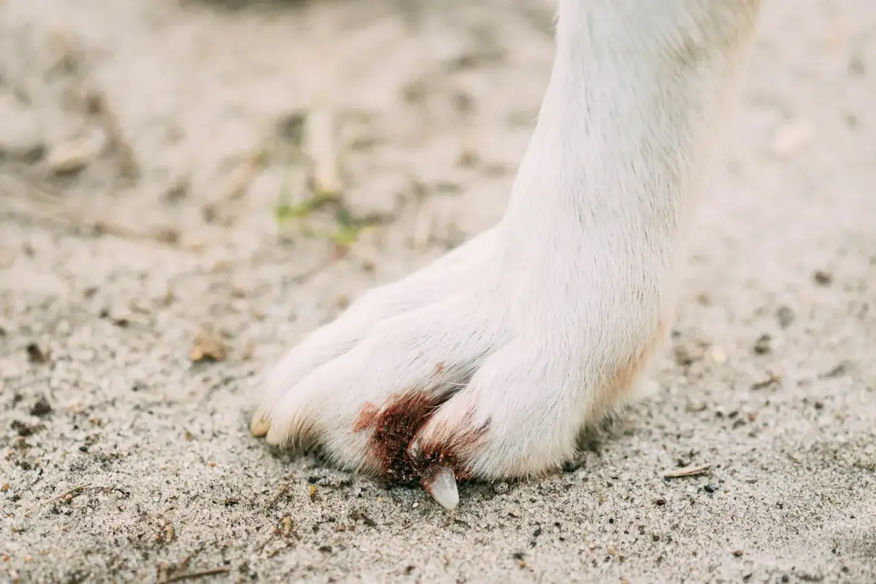 Pied blanc d'un chien sur le sable, avec une griffe cassée et un peu de sang, mais sans saignement actif.