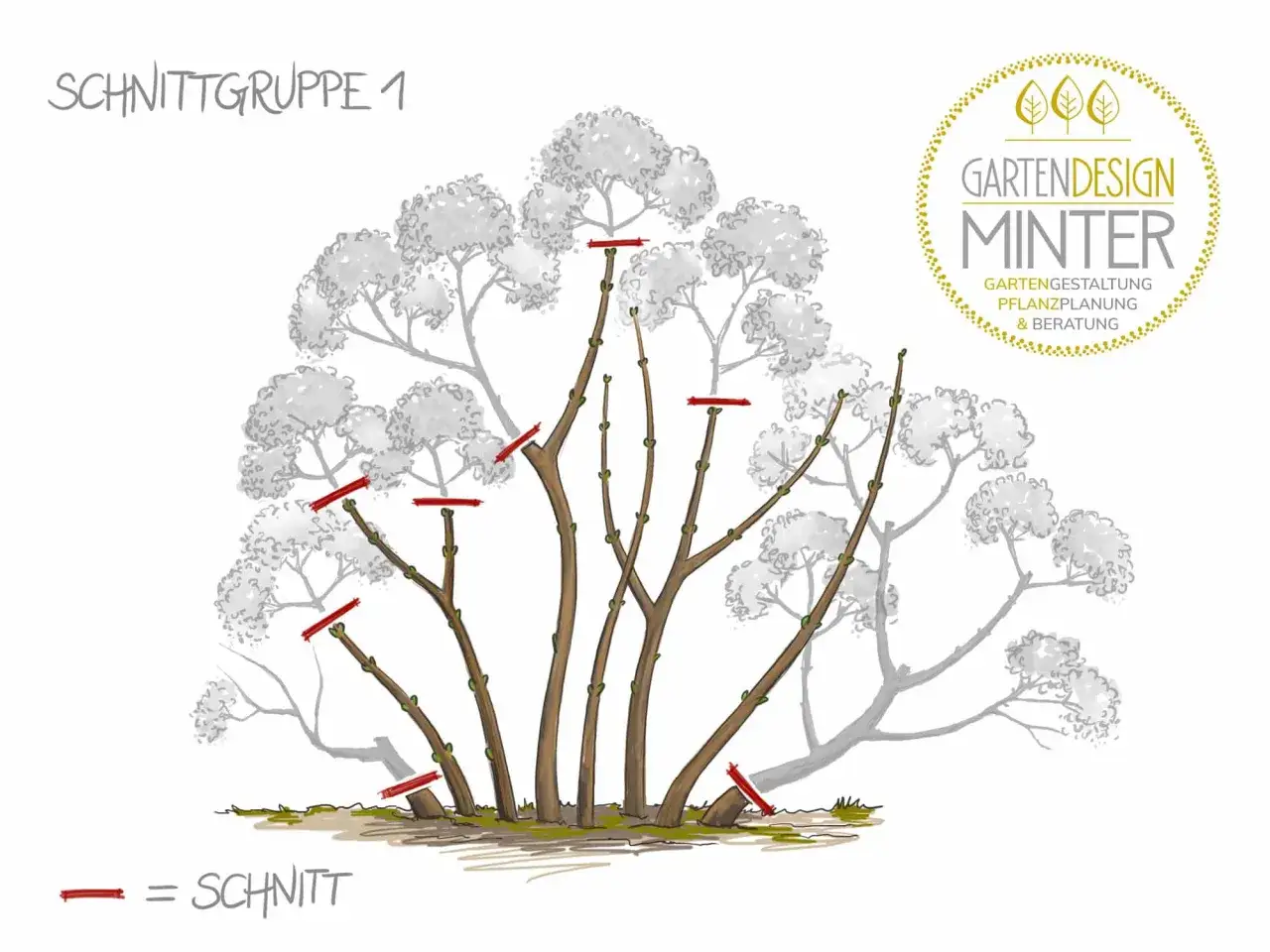 Illustration zeigt, wie man Hortensien schneiden muss. Rote Linien markieren die Schnittstellen.