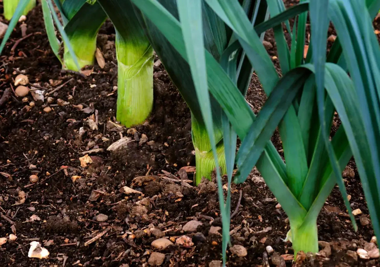 Porri che crescono nel terreno fertile, pronti per la raccolta. La stagione dei porri &egrave; un momento di abbondanza.