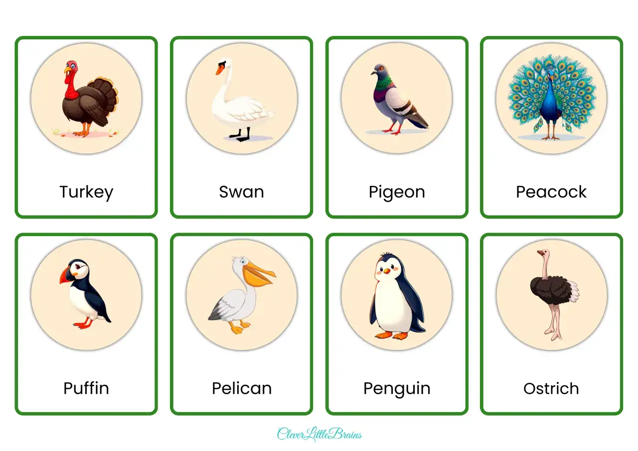 Karty z nazwami ptaków: Turkey, Swan, Pigeon, Peacock, Puffin, Pelican, Penguin, Ostrich.