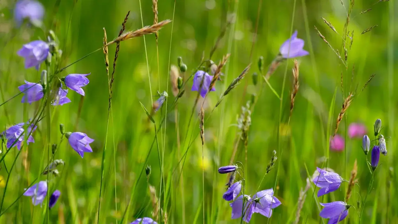 Bl&aring;klockor, Sveriges nationalblomma, blommar i en gr&ouml;n &auml;ng bland gr&auml;sstr&aring;n.