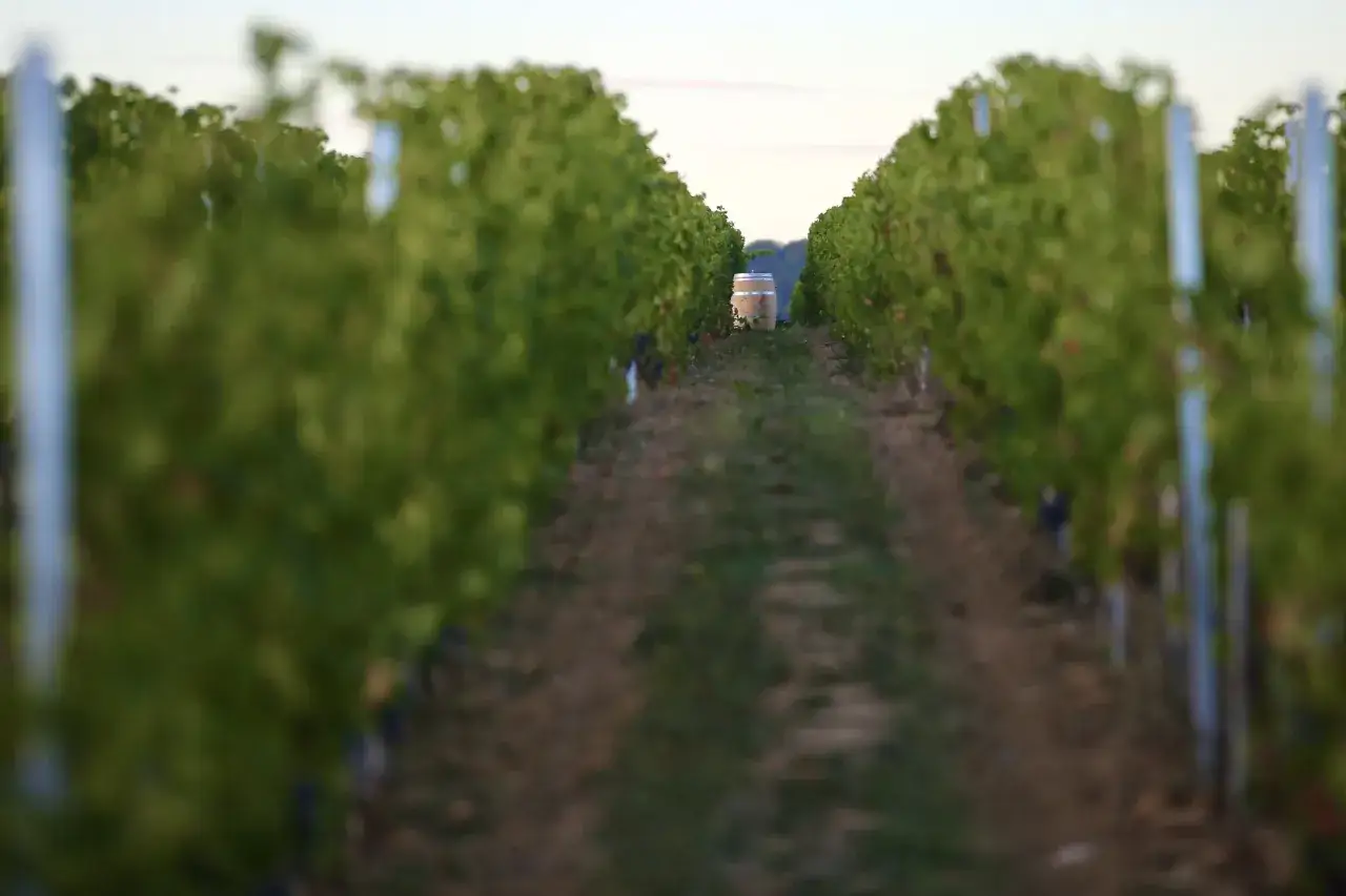 Un tonneau attend patiemment au bout d'une allée de vignes au domaine La Bouche du Roi.