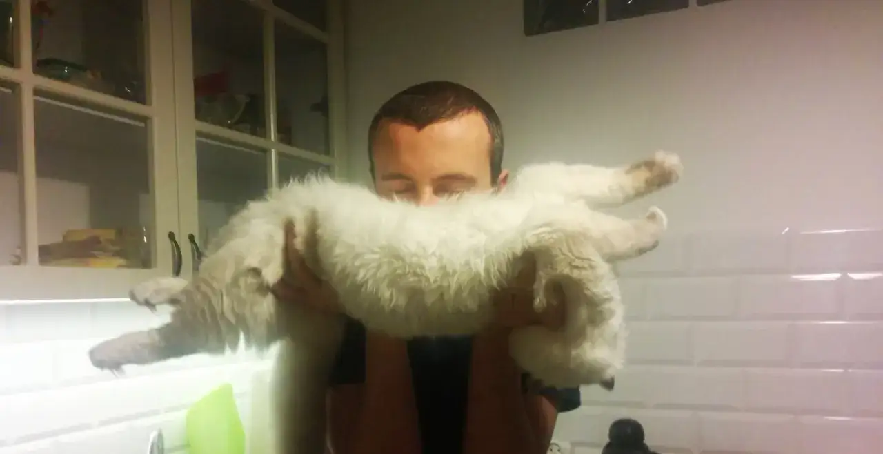 Miękki ragdoll na rękach, wtulony w twarz opiekuna.