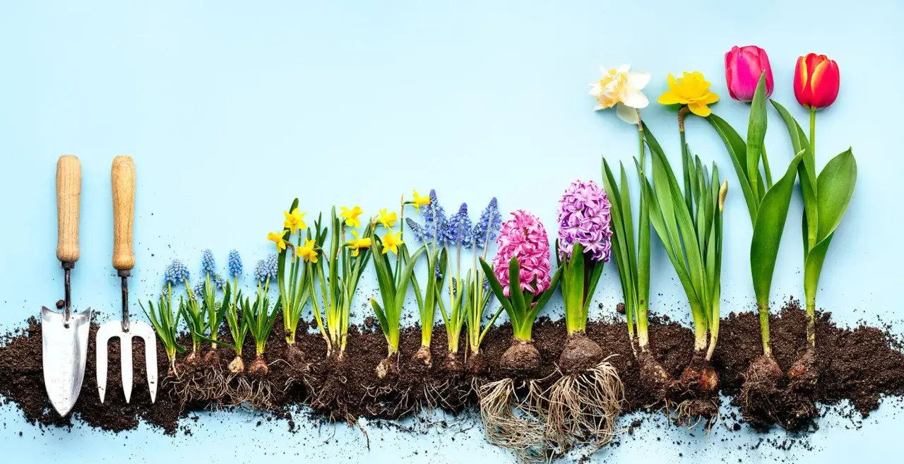 Outils de jardinage et rang&eacute;e de bulbes de printemps : jacinthes, muscaris, jonquilles et tulipes pr&ecirc;ts &agrave; &ecirc;tre plant&eacute;s.