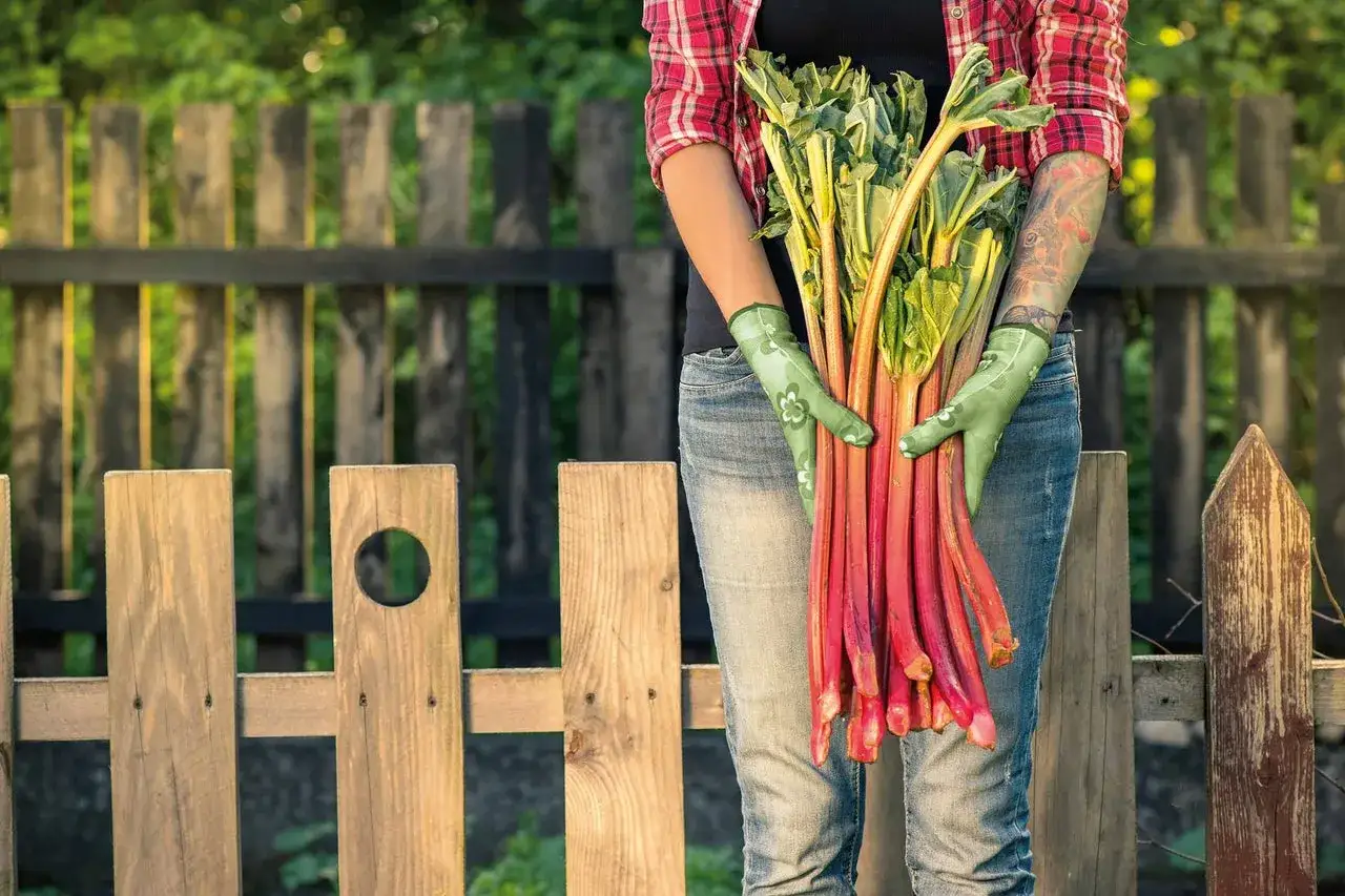 Frische Rhabarberernte im Garten. Die Frage, wie lange kann man Rhabarber ernten, beschäftigt jeden Gärtner.