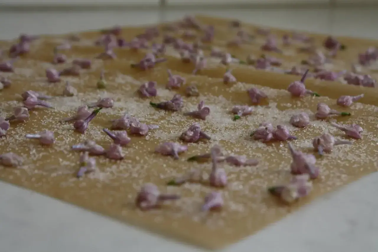 Små lila syrenblommor strös med socker på bakplåtspapper, redo att bli kanderade syrenblommor.